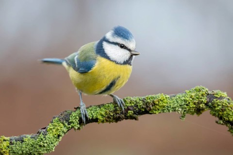Eurasian Blue Tit (Cyanistes caeruleus) perched on a branch, Lower Saxony, Germany