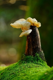 Mushrooms protruding from a mossy tree trunk, surrounded by light and shadow effects in the forest,
