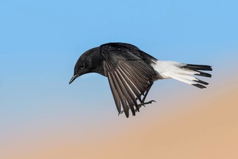Mourning Wheatear (Oenanthe lugens warriae) flying, Eilat, Israel