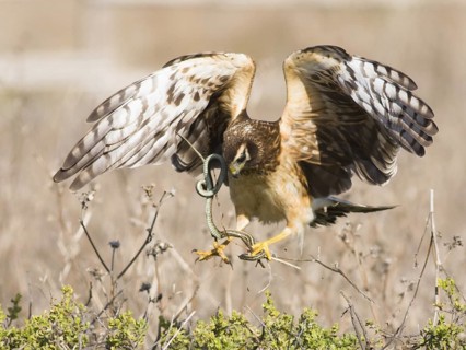 Hen Harrier (Circus cyaneus) female, California, USA