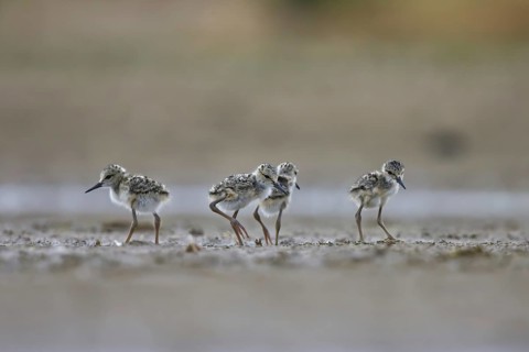 Black-winged Stilt (Himantopus himantopus) chicks foraging, North Rhine-Westphalia, Germany