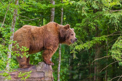 A female eurasian brown bear (Ursus arctos arctos) stands on a log lying at a forest edge
