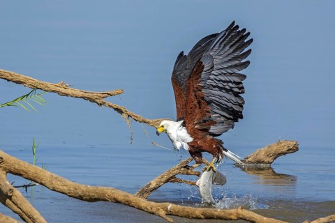 African Fish Eagle (Haliaeetus vocifer), Africa, Zambia, Zambia, hunting, prey, fish