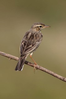 Paddyfield Pipit (Anthus rufulus), Malaysia