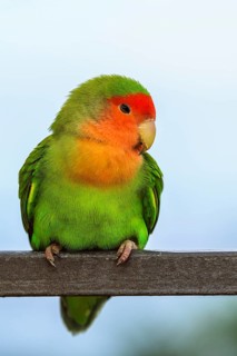 Rosy-faced Lovebird, Agapornis roseicollis, Pizzo, Calabria, Italy