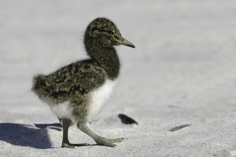 Magellanic Oystercatcher (Haematopus leucopodus) chick, Falkland Islands