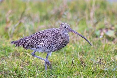 Eurasian Curlew (Numenius arquata), Netherlands