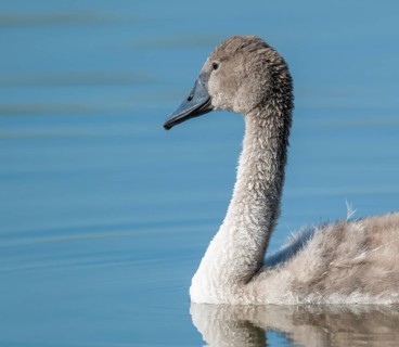 Mute swan (Cygnus olor) young bird swimming on a pond, Thuringia, Germany