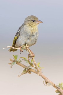 Gilb's Weaver, also called rüppell's weaver (Ploceus galbula), Weaver bird building at the nest,