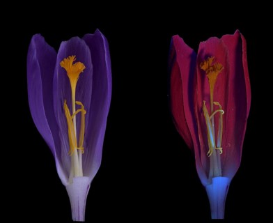 Spring crocus (Crocus vernus), spring saffron, flower, UV light, Germany