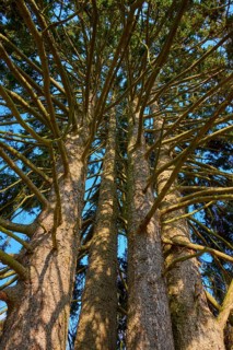 View from below of tree trunks with thick branches under a blue sky in the forest, conifer,
