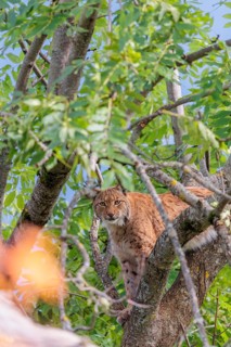 A Eurasian lynx (Lynx lynx) sits high up in a tree on a sunny day and looks towards the camera