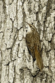 Brown Creeper (Certhia americana), Texas, USA