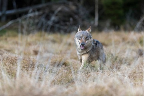 One young male eurasian gray wolf (Canis lupus lupus) running over a meadow with tall grass. A dark