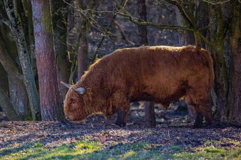 One Highland bull (Bos (primigenius) taurus) stands at a forest edge