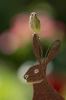 Eurasian greenfinch (Chloris chloris) adult garden bird on a metal hare sculpture in summer,