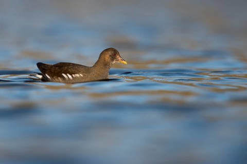 Water Rail (Rallus aquaticus) foraging, North Rhine-Westphalia, Germany
