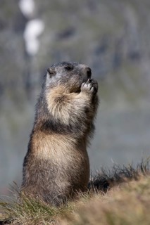 One adult Alpine Marmot, Marmota marmota, sitting erected, feeding on something. Großglockner