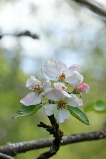 Apple blossoms (Malus), white blossoms with bokeh in the background, Wilnsdorf, North