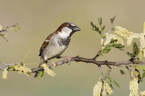 House Sparrow (Passer domesticus) male, British Columbia, Canada