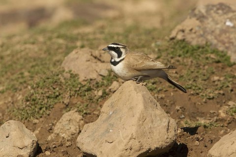 Temminck's Lark (Eremophila bilopha), Morocco
