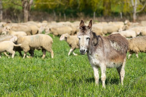 Domestic donkey (Equus asinus asinus) between sheep (Ovis) on pasture, Salem, Lake Constance