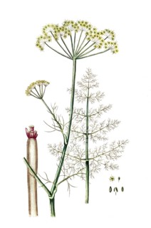 Anethum foeniculum, Foeniculum vulgare, fennel, digital reproduction of a historical original,