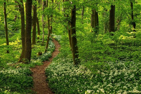 A picturesque winding path or forest path lined with white flowering wild garlic (Allium ursinum)
