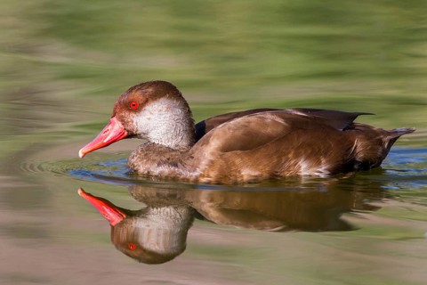 Red-crested Pochard (Netta rufina) male, Castile-La Mancha