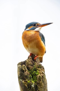 Kingfisher (Alcedo atthis) wbl Germany