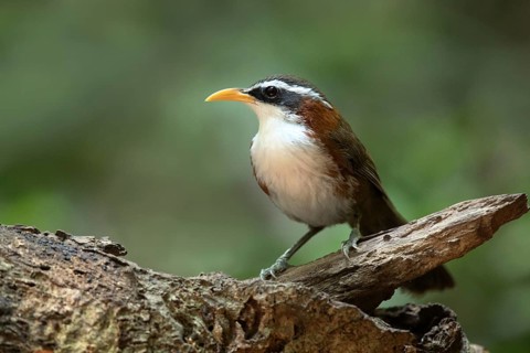White-browed Scimitar Babbler (Pomatorhinus schisticeps), Bidoup National Park, Vietnam