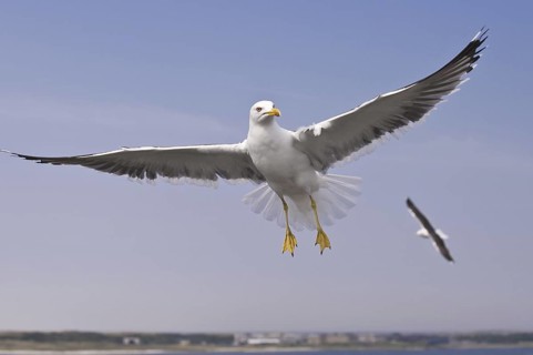 Lesser Black-backed Gull (Larus fuscus) flying, Texel, Netherlands