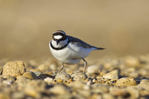 Little Ringed Plover (Charadrius dubius) at nest with eggs, North Rhine-Westphalia, Germany