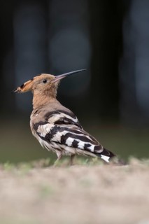 Eurasian Hoopoe (Upupa epops) on ground, Hungary