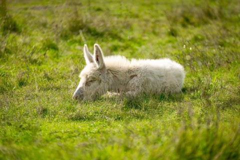 White donkey, baroque donkey, young donkey lying relaxed in a meadow in the countryside, Lake