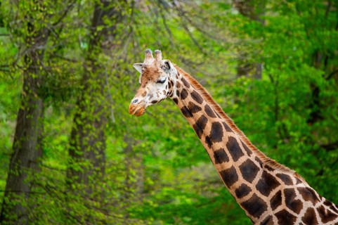 Reticulated giraffe (Giraffa camelopardalis reticulata), portrait, Germany