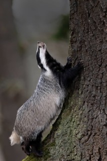 European badger (Meles meles), Bitburg, Rhineland-Palatinate, Germany