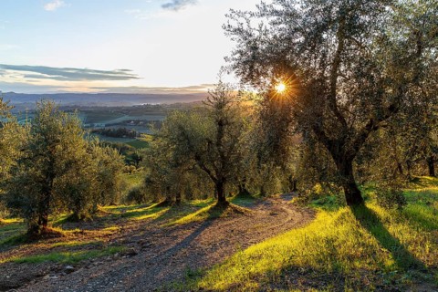 Path through an olive grove at sunrise, hilly landscape near San Gimignano, Province of Siena,