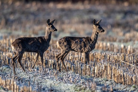 Roe deer (Capreolus capreolus), Emsland, Lower Saxony, Germany