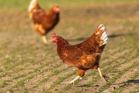 A brown hen with white feathers standing on a ploughed field, domestic fowl, Rhineland-Palatinate,