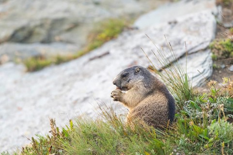 Alpine marmot (Marmota marmota) in autumn, Grossglockner, High Tauern National Park, Austria