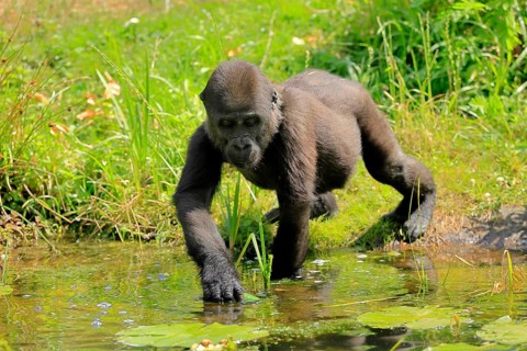 Western gorilla (Gorilla gorilla), young animal, at the water, splashing, playing, discovering