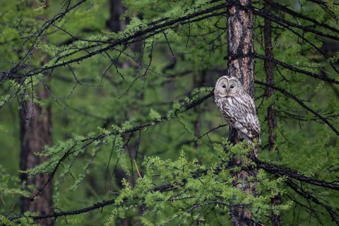 Ural Owl (Strix uralensis yenisseensis) perched in tree, Lake Khuvsgul, Mongolia