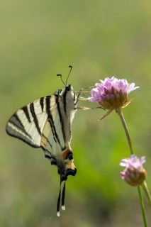 Iphiclides Podalirius, Scarce Swallowtail, Butterfly, High Size, Portrait, Insects, Pear Tree