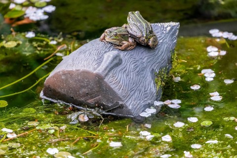 Pond frogs (Pelophylax esculentus), Netherlands