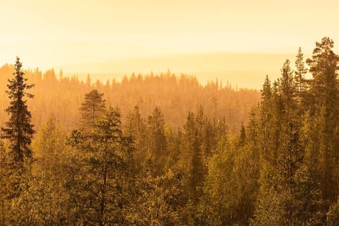 Rain shower over forest area, Gällivare, Norrbotten, Lapland, Sweden, August 2020