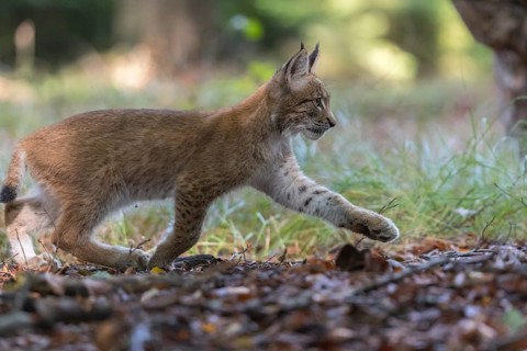 One young Eurasian lynx, (Lynx lynx), walking thru a forest. Green vegetation around him