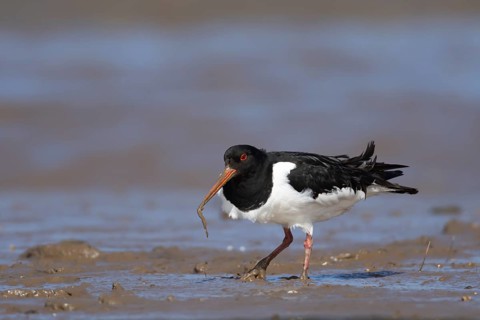 Eurasian oystercatcher (Haematopus ostralegus) adult bird feeding on a lungworm on a coastal