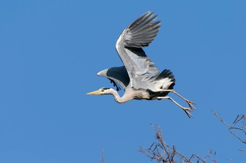 Grey Heron (Ardea cinerea) flying, Lower Saxony, Germany