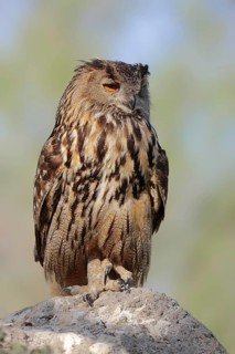 Eurasian eagle-owl (Bubo bubo), France